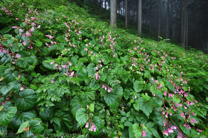 ときがわ町 椚平シュウカイドウの群生地 1_e0362037_21223256.jpg