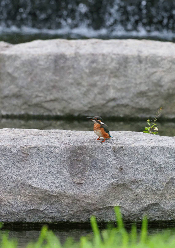 d0290240_09271657.gif