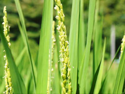 米作りへの挑戦！出穂の様子！初めての米作りで花咲く様子は感動です！_a0254656_17373963.jpg
