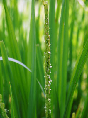 米作りへの挑戦！出穂の様子！初めての米作りで花咲く様子は感動です！_a0254656_17484625.jpg
