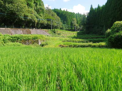 米作りへの挑戦！出穂の様子！初めての米作りで花咲く様子は感動です！_a0254656_17504401.jpg