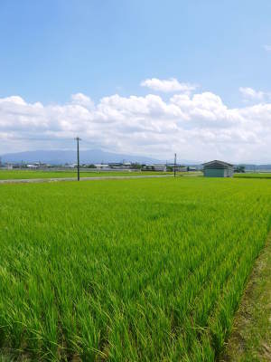 米作りへの挑戦！出穂の様子！初めての米作りで花咲く様子は感動です！_a0254656_18393691.jpg