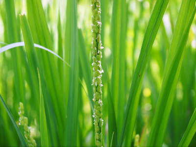 米作りへの挑戦！出穂の様子！初めての米作りで花咲く様子は感動です！_a0254656_18565225.jpg