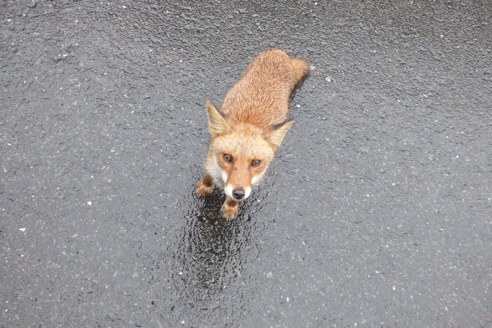 キツネの哀しい瞳 エサをやらないで 船形山からブナの便り ブログ版