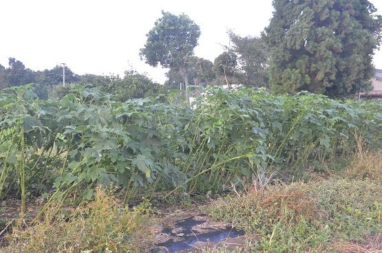f0186462_00514157.jpg