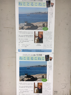 イスタンブールの猫展_f0363168_14505603.png