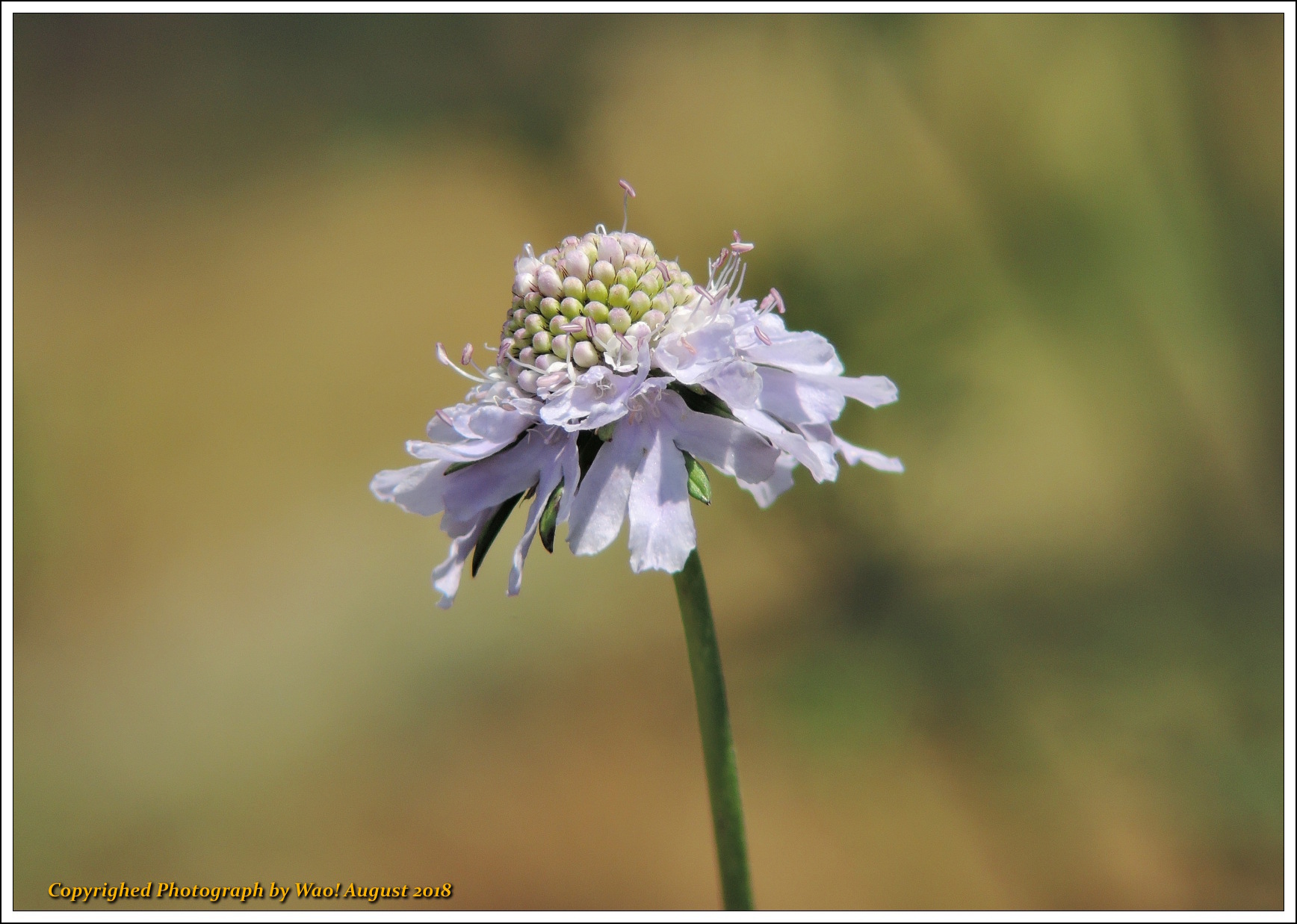 高原に咲く花（2018）_c0198669_11574127.jpg