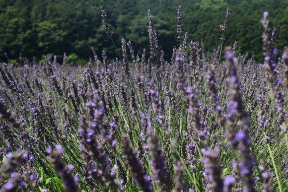 b0242873_00145481.jpg
