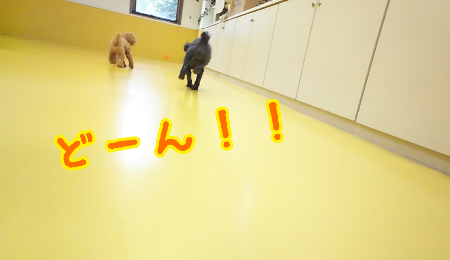 今日のドッグラン🎶_f0357682_12424586.jpg
