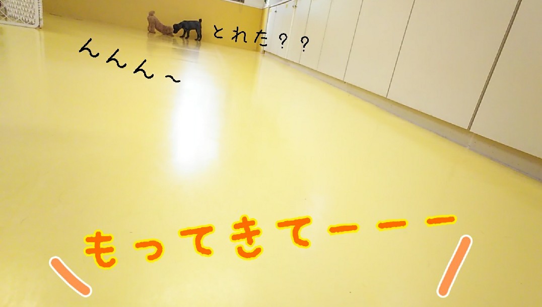 今日のドッグラン🎶_f0357682_12430415.jpg