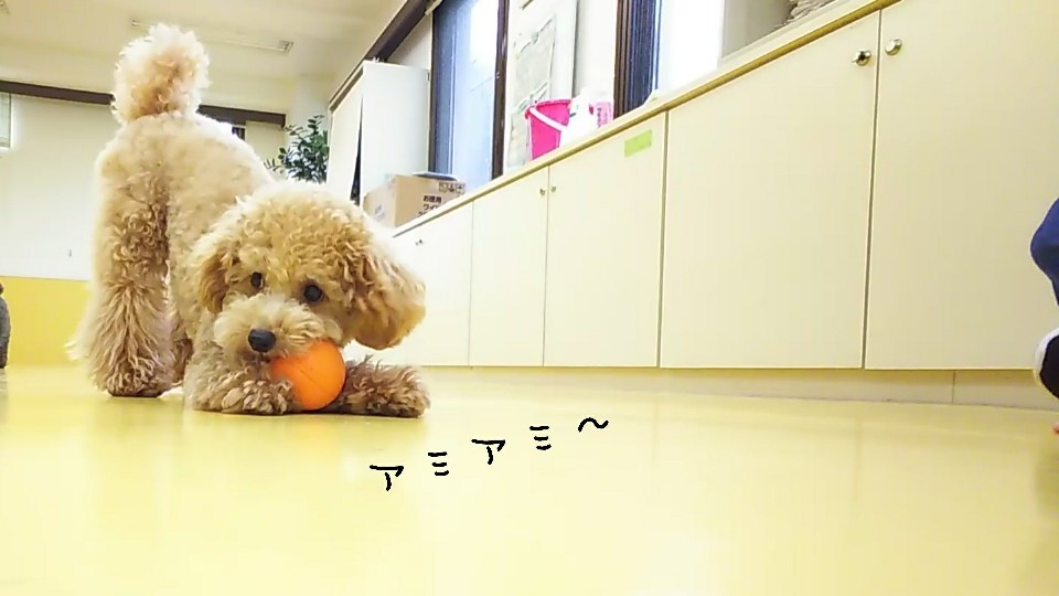 今日のドッグラン🎶_f0357682_12430427.jpg