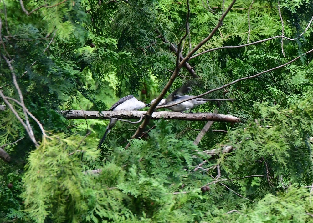 d0361783_20451831.jpg