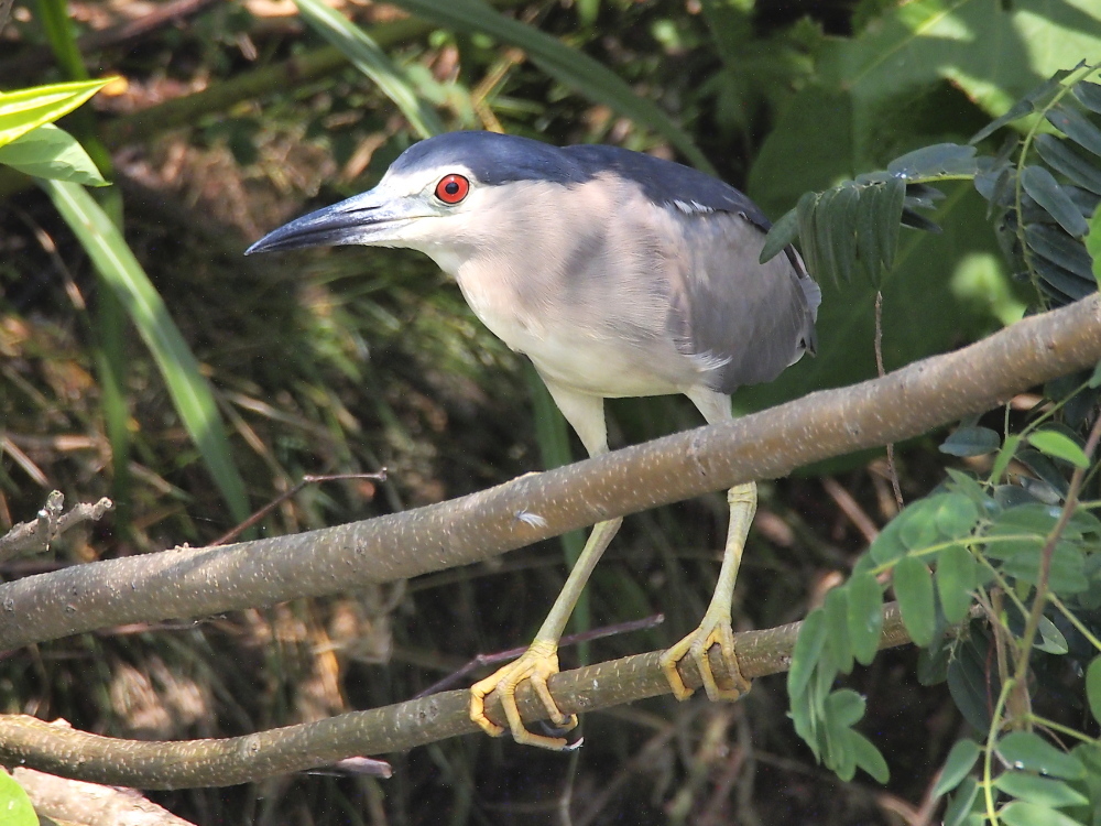 赤い目 綺麗な野鳥たち