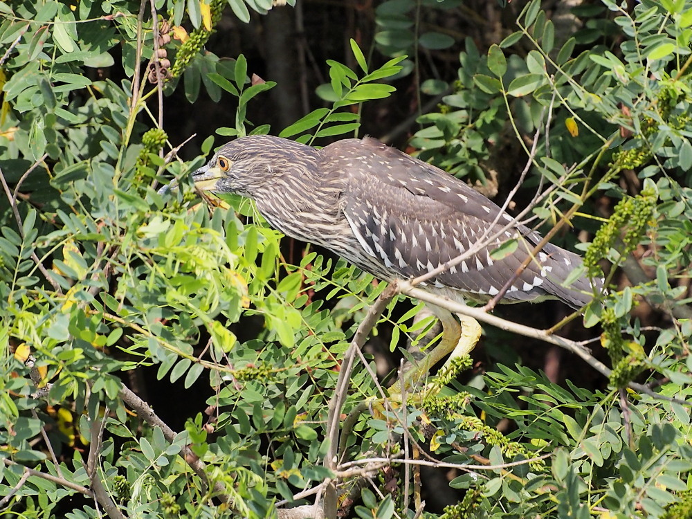 赤い目 綺麗な野鳥たち 赤い目 綺麗な野鳥たち