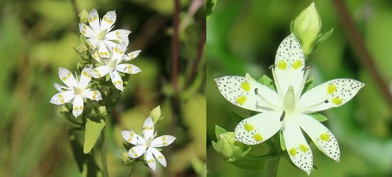 入笠山に秋の花を探しに行こう！_a0158702_16145316.jpg