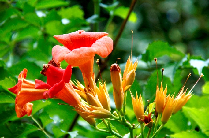 　夏の花はどこ行った？　季節は移って行く_d0140806_9392470.jpg