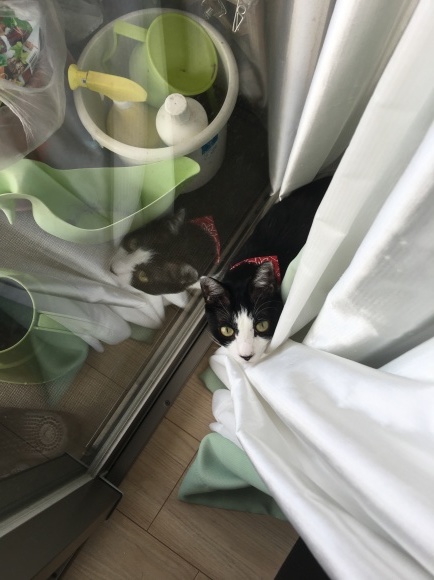 c0109109_19530266.jpeg