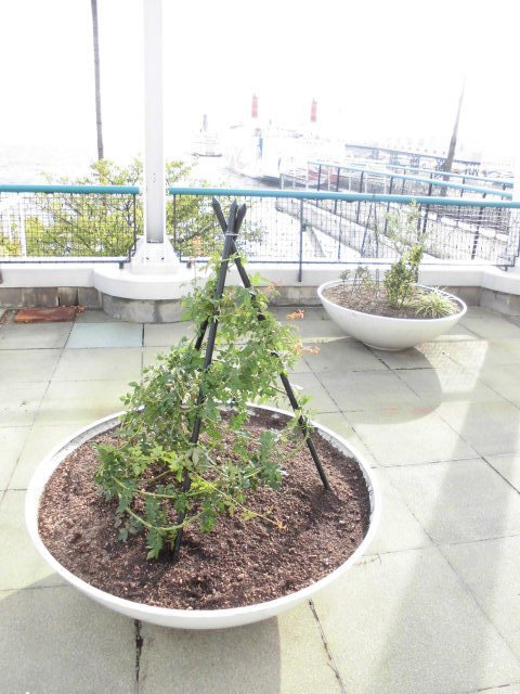ダイソーさんの坊獣杭を使ってつるバラのトピアリーをつくりました Natural Gardening ダイソーさんの坊獣杭を使ってつるバラのトピアリーをつくりました Natural Gardening