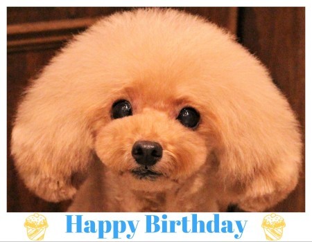 Happy Birthday ♡ パディくん_d0060413_10543944.jpg