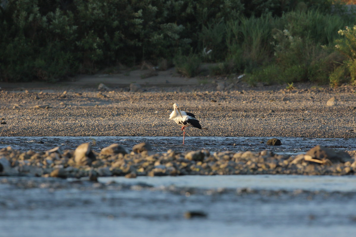コウノトリ Ⅵ 遠い対岸_f0369315_09132371.jpg