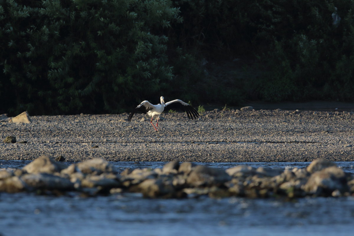 コウノトリ Ⅵ 遠い対岸_f0369315_09132383.jpg