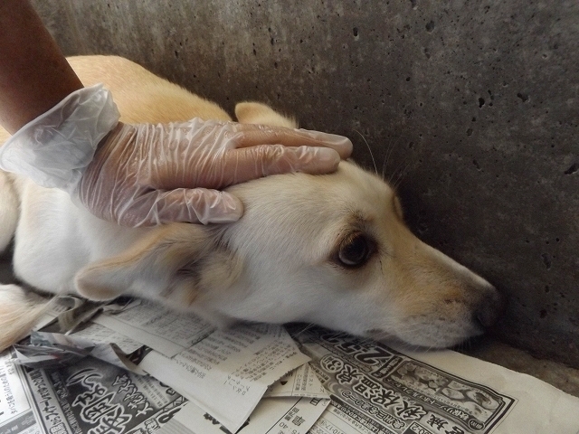 8/28センターレポート　子犬舎　　　　２頭_f0078320_00415209.jpg