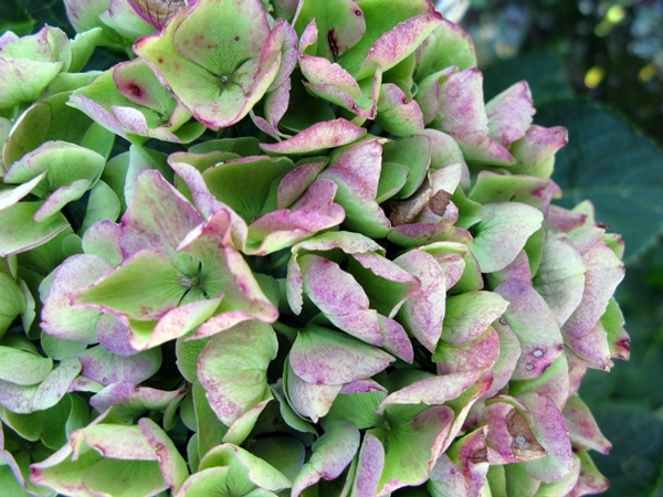 秋色紫陽花 色変わり_f0129726_18591016.jpg