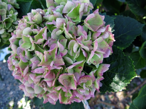 秋色紫陽花 色変わり_f0129726_18593935.jpg