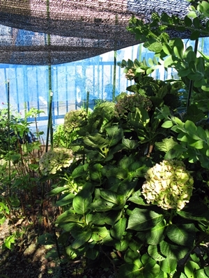 秋色紫陽花 色変わり_f0129726_20174339.jpg