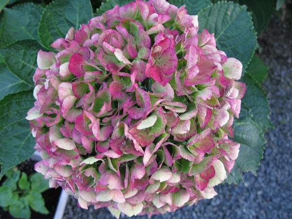 秋色紫陽花 色変わり_f0129726_20542741.jpg