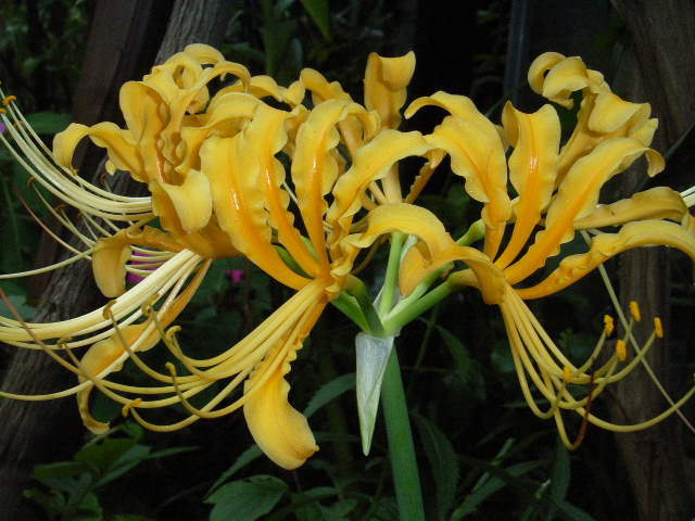 e0033229_18351812.jpg