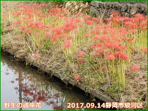 e0033229_1902647.jpg
