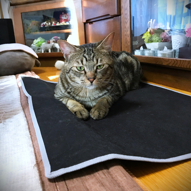 足枕の話_d0355333_06552364.jpg