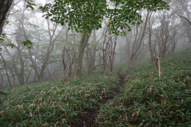 ナンバンハコベを見たくて＆扇ヶ鼻山行！_e0272335_1915880.jpg