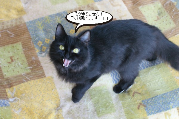 できれば2匹でご縁頂ければ・・・嬉しいな_e0151545_20561707.jpg