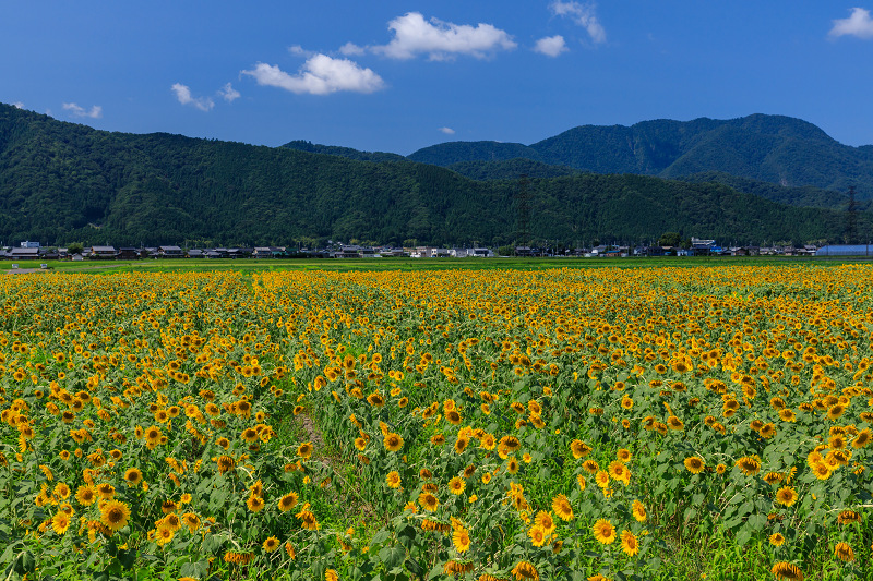 夏の花畑18 恵のひまわり畑 福井県小浜市 花景色 K W C Photoblog