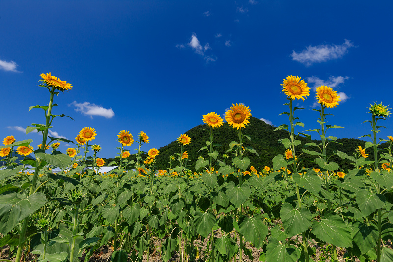 夏の花畑18 恵のひまわり畑 福井県小浜市 花景色 K W C Photoblog