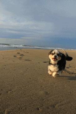 さよなら夏umi2018・Ⅶ (ご機嫌が止まらないっ!)_c0145250_09182457.gif