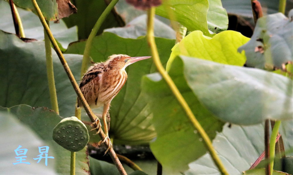 Information　ヒナ三羽確認でき、花の中を飛び回りサ-ビスをしてくれた、気候も曇りのためいい環境の中で…。誠_d0370867_18341804.jpg