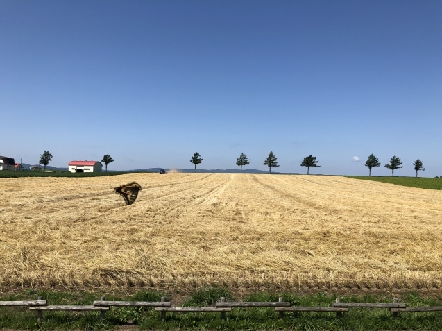 ８月１日〜３０日 迄  最北の蓮池 ( 北海道 北見市 ) でボランティア_c0286574_17215688.jpeg