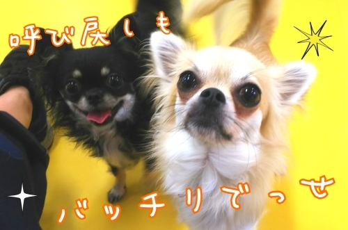 トレーニングブログ_f0357682_22204201.jpg