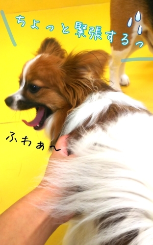 トレーニングブログ_f0357682_22252758.jpg