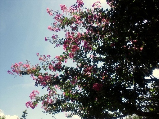 c0315386_16041399.jpg