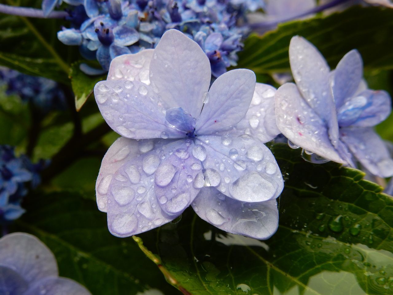 雨上がりの朝_c0025115_21503013.jpg