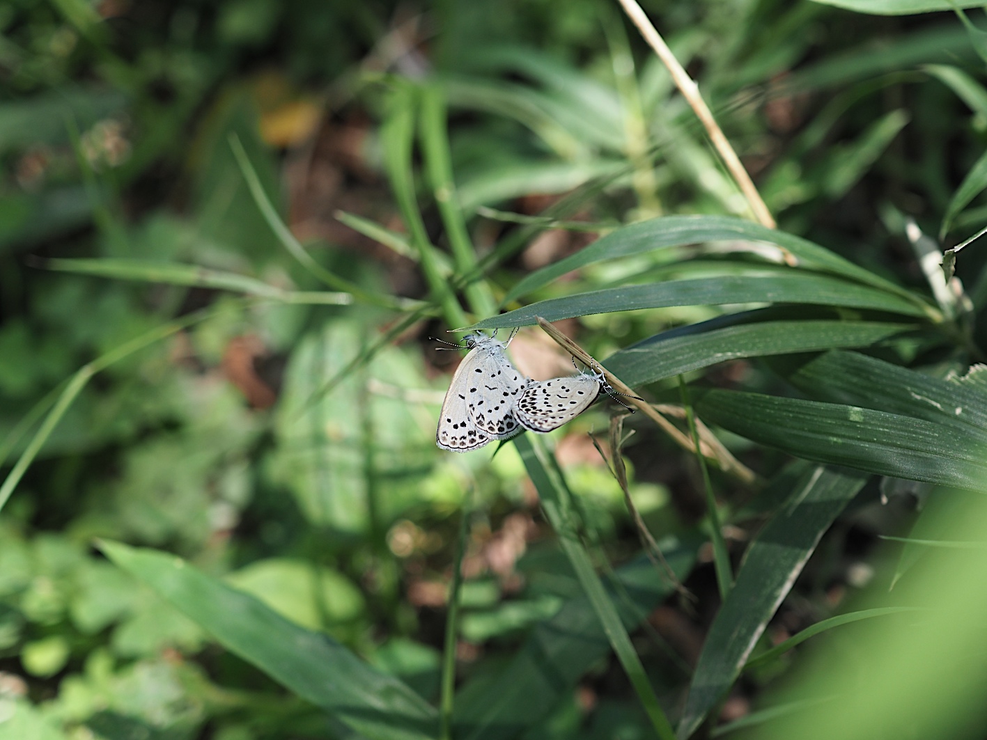 ムラサキツバメの成虫と幼虫(2018年8月28日)_d0303129_13513187.jpg