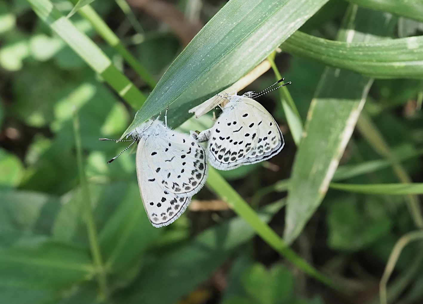 ムラサキツバメの成虫と幼虫(2018年8月28日)_d0303129_13514033.jpg