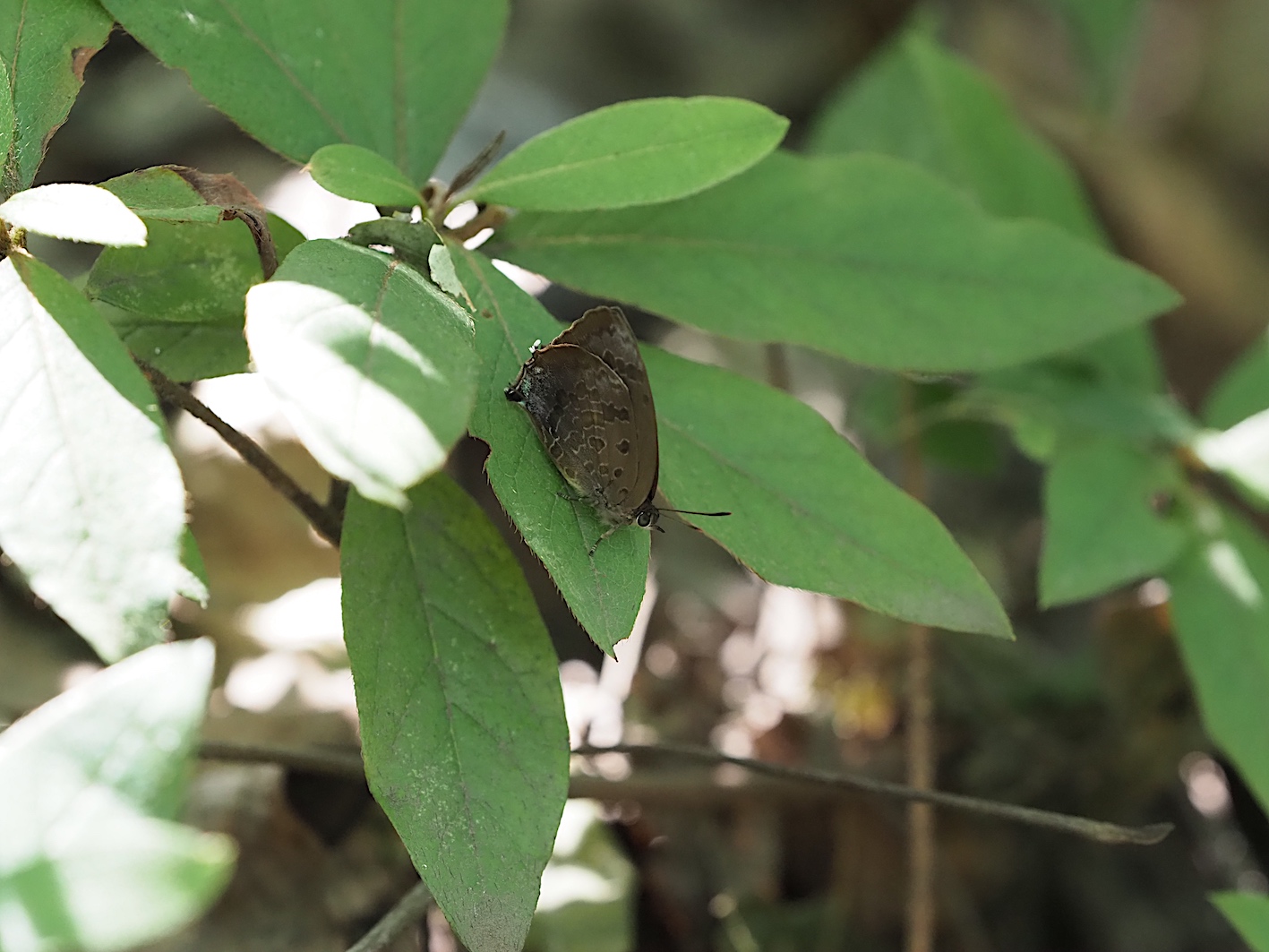 ムラサキツバメの成虫と幼虫(2018年8月28日)_d0303129_13515748.jpg