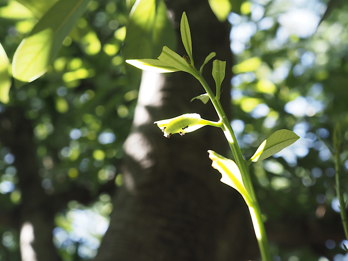ムラサキツバメの成虫と幼虫(2018年8月28日)_d0303129_1352629.jpg