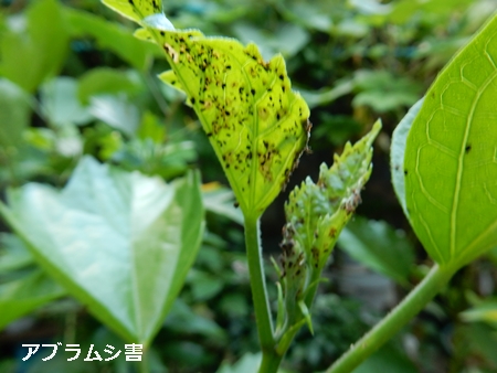 e0033229_17305737.jpg