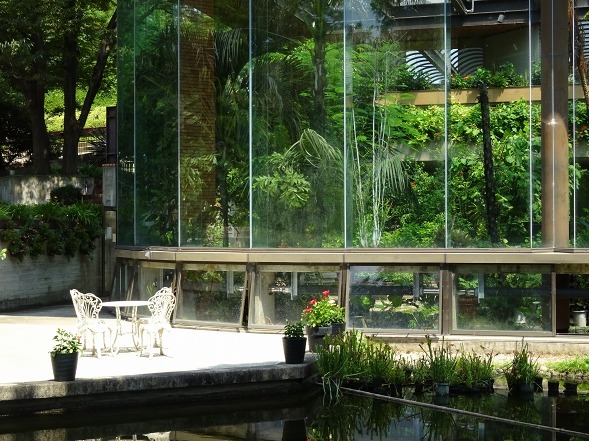 服部緑地植物園温室の花 彩の気まぐれ写真